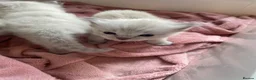 Ragdoll cats for sale: Pure/full Ragdoll kittens one girl and two boys  in Northwich - Advert 2