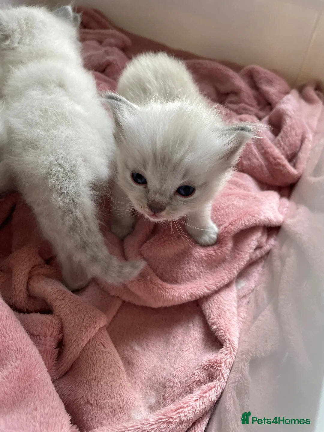 Ragdoll cats for sale: Pure/full Ragdoll kittens one girl and two boys  in Northwich - Advert 2