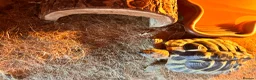 Tortoise reptiles for sale: Tortoise  - Advert 5
