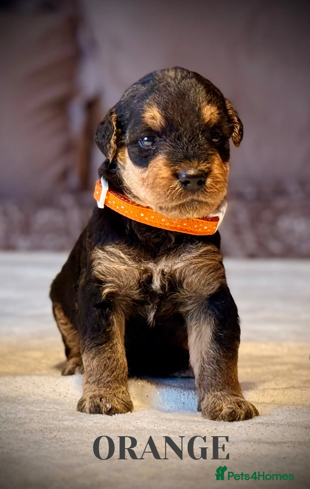 Airedale Terrier dogs for sale: ADORABLE AIREDALE PUPS FROM 5 ⭐️ LICENSED BREEDERS - Advert 7