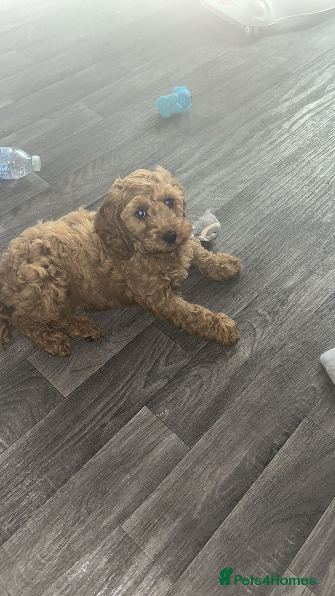 Cockapoo dogs for stud: 1 year old cockapoo for stud - Image 19