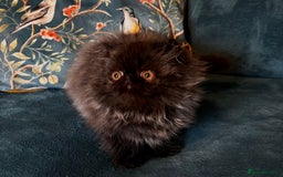 Persian cats for sale: Beautiful Pedigree Persian Little Man Available - Image 5