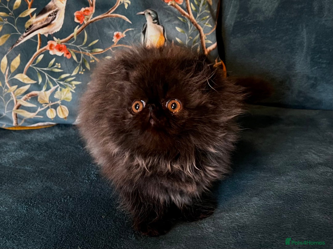 Persian cats for sale: Beautiful Pedigree Persian Little Man Available - Image 5