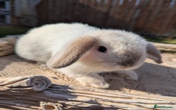 Mini Lop rabbits for sale: Mini lops baby rabbits for sale  - Image 13