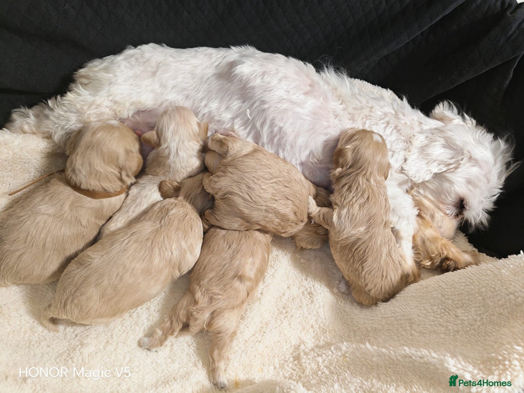 Maltipoo dogs for sale: Miniature Maltipoo Ready to leave soon - Advert 17