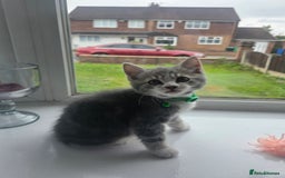 British Shorthair cats for sale: Cutie and cozy kittens are ready to join your home - Image 6