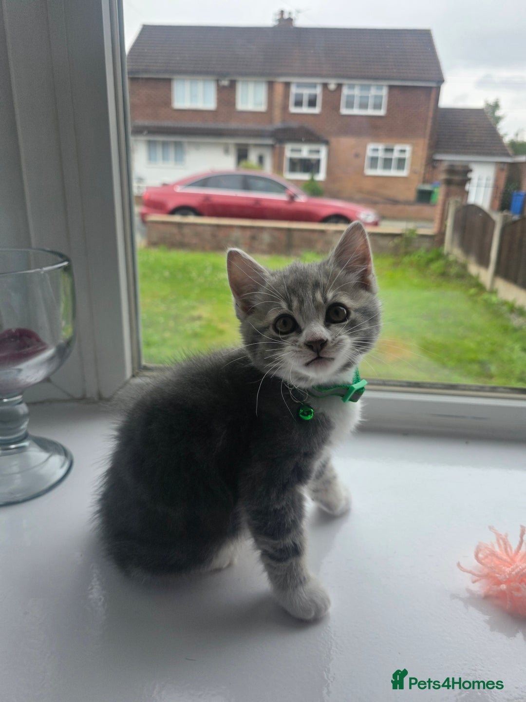 British Shorthair cats for sale: Cutie and cozy kittens are ready to join your home - Image 6