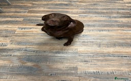 Labrador Retriever dogs for sale: Kc Labradors working line Bred for assistance work - Image 1