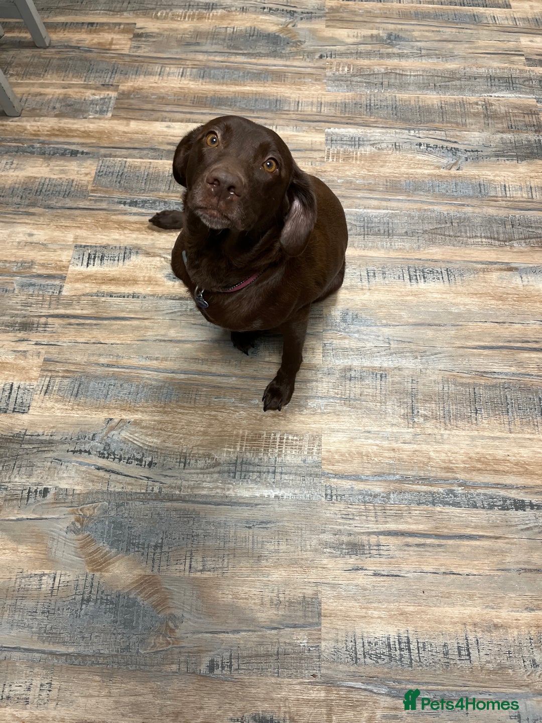 Labrador Retriever dogs for sale: Kc Labradors working line Bred for assistance work - Image 1