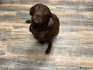 Labrador Retriever dogs - Advert 1