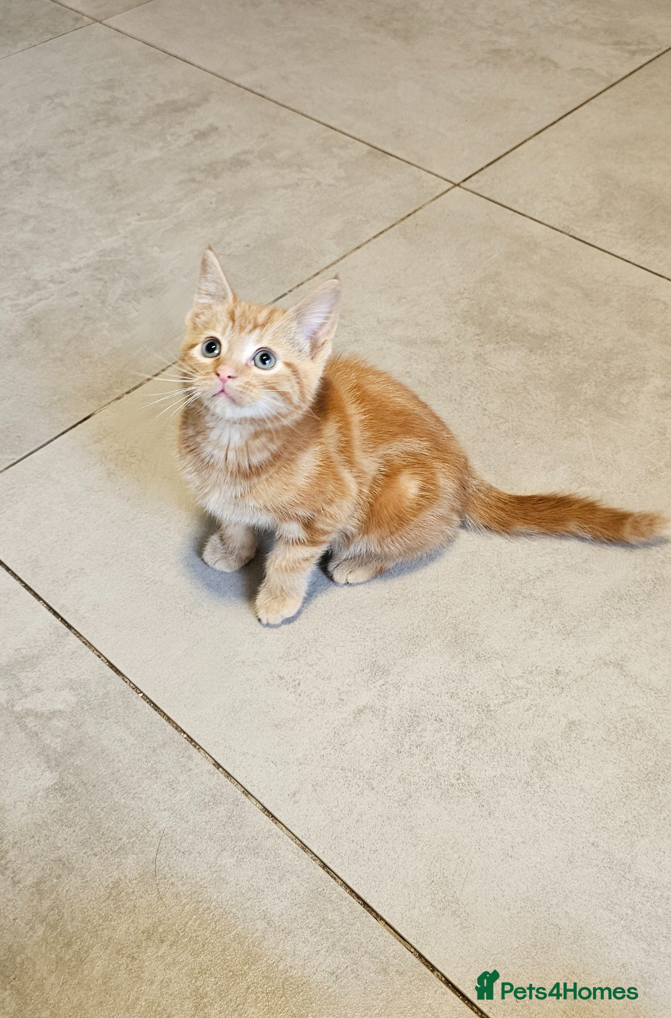 Mixed Breed cats kittens - Advert 2