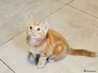 Mixed Breed cats kittens - Advert 2