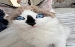 Ragdoll cats for sale: Beautiful Blue Ragdoll kitten for sale  - Image 3