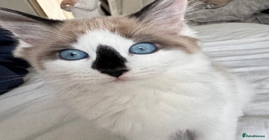 Ragdoll cats - Advert 11