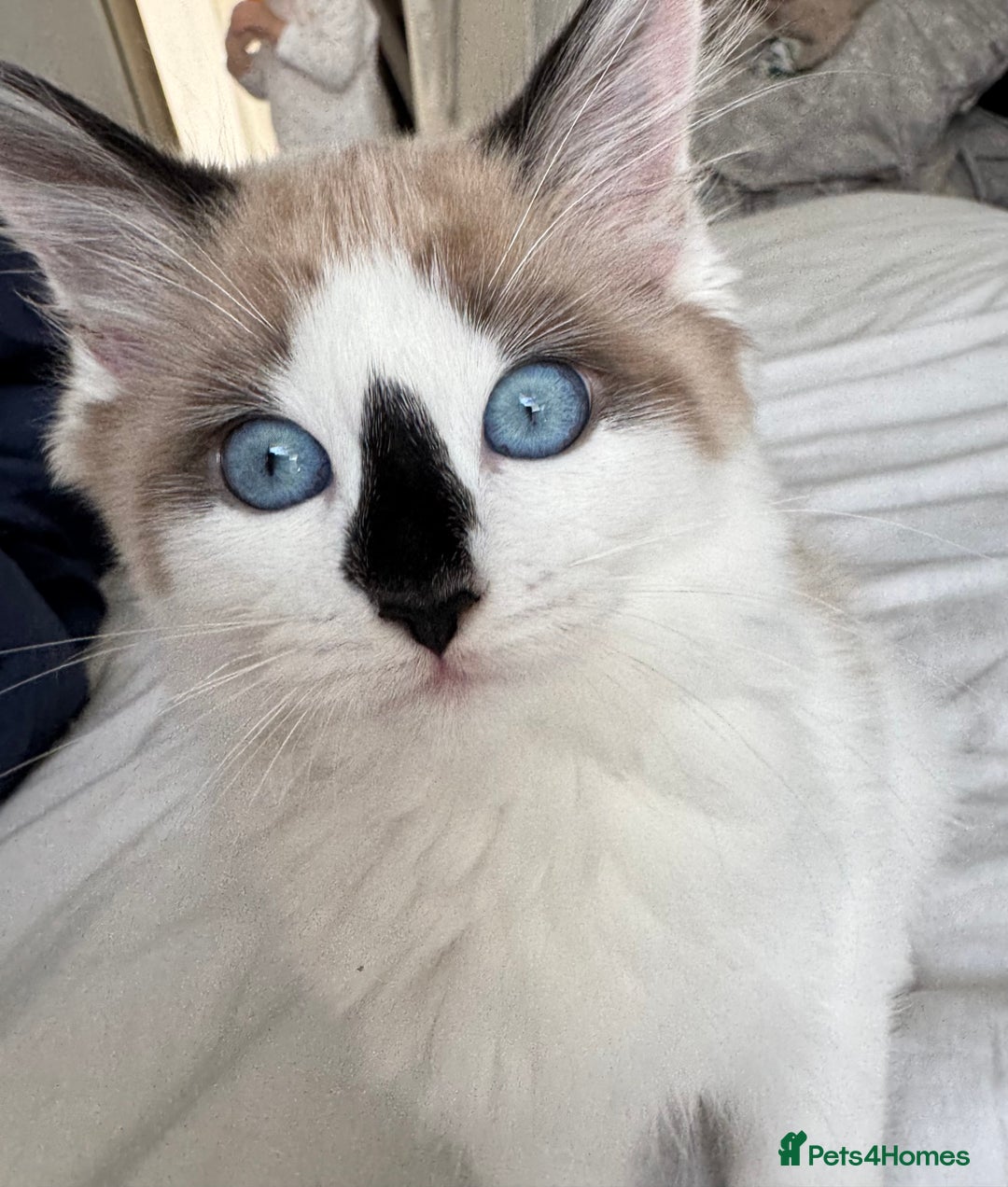 Ragdoll cats for sale: Beautiful Blue Ragdoll kitten for sale  - Image 3