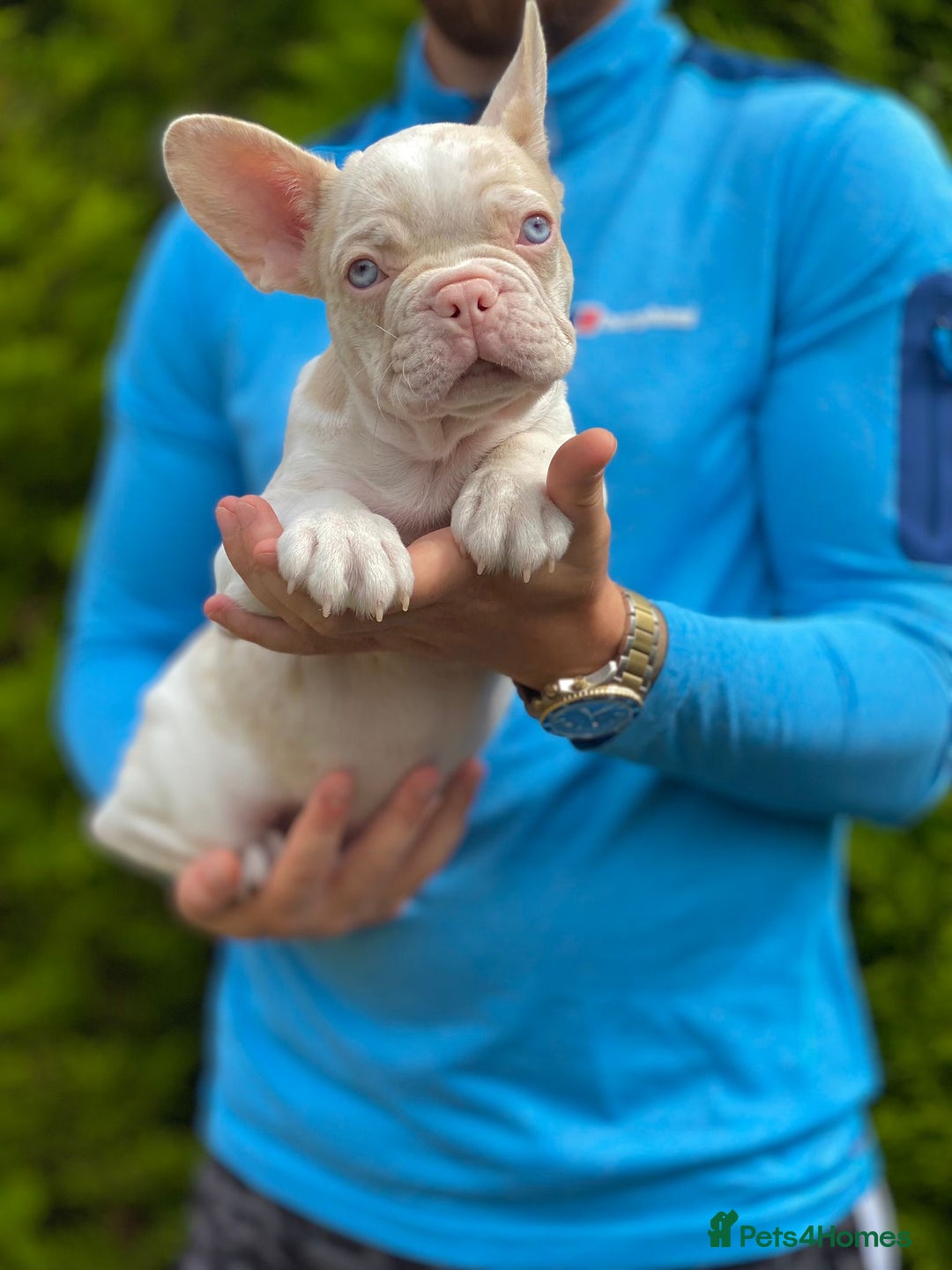 French Bulldog dogs for sale:  11 weeks old Unique French bulldogs pups - Image 6