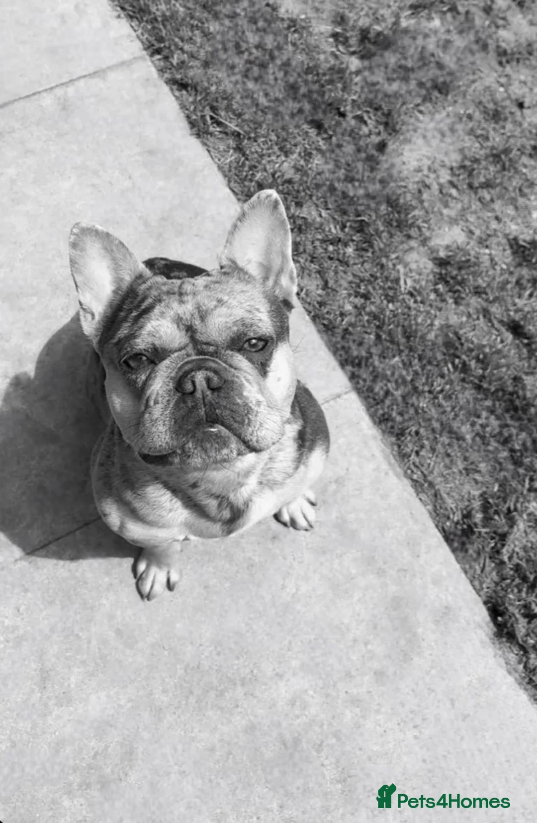 French Bulldog dogs for sale: French Fur Babies - Advert 16