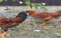 Chickens poultry for sale: Male and female chicken for sale  - Image 4