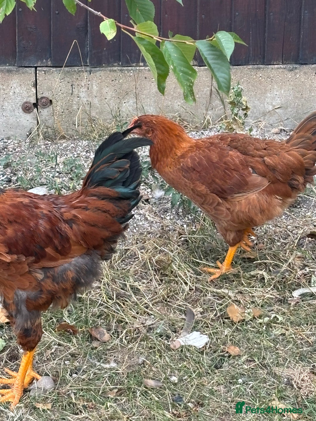 Chickens poultry for sale: Male and female chicken for sale  - Image 4