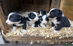 Border Collie dogs for sale: Border collie pups  - Image 11
