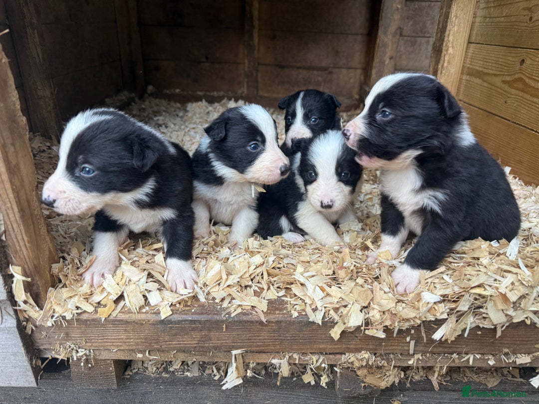 Border Collie dogs for sale: Border collie pups  - Image 11