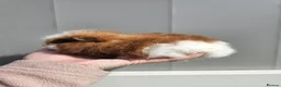 Guinea Pig rodents for sale: Baby male swiss guinea pigs  - Advert 3