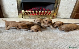 Cockapoo dogs for sale: Beautiful F1 cockapoos - Image 12