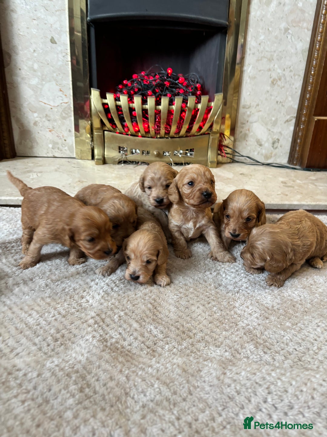 Cockapoo dogs for sale: Beautiful F1 cockapoos - Image 12