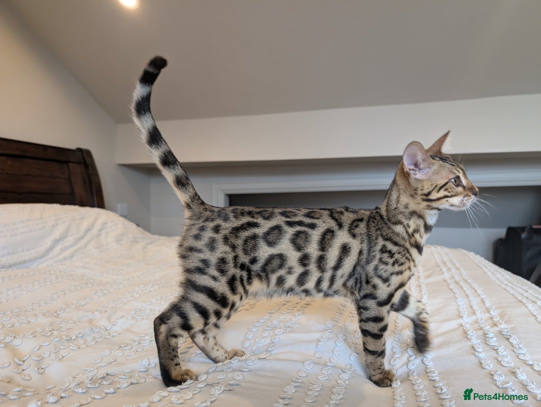 Bengal cats for sale: 🤍🖤🩶 Bengal Kittens 🩶🖤🤍 in Barnoldswick - Image 35