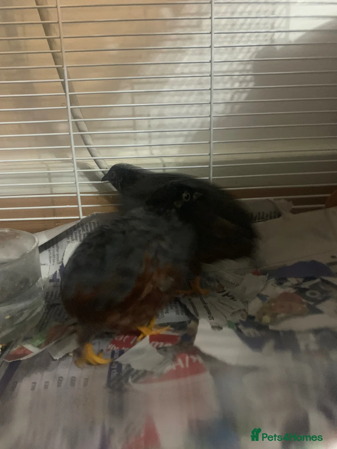 Mixed Breed birds for sale: Chinese Quails & Cage FOR SALE READ DESCRIPTION! in London - Advert 2