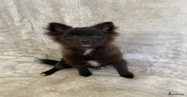 Pomeranian dogs - Advert 3