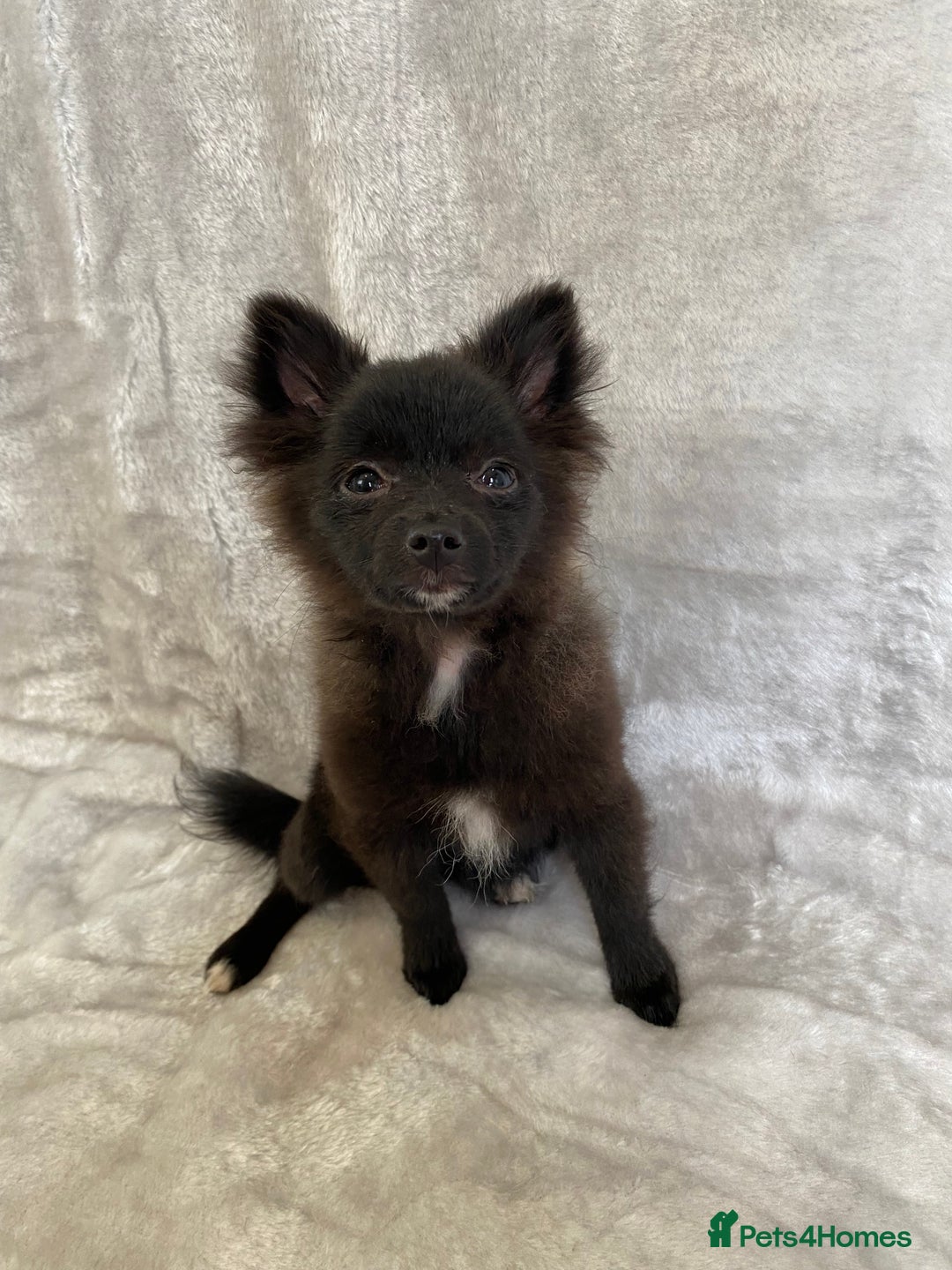 Pomeranian dogs for sale: 💕Beautiful Black Pomeranian Girl💕 - Image 2
