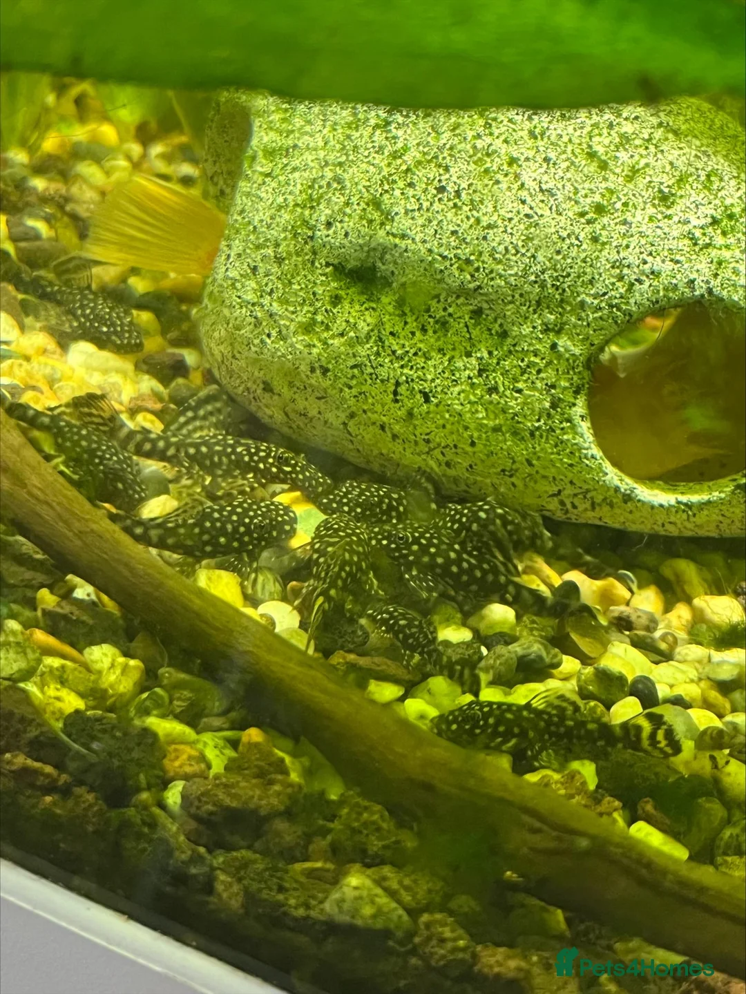 Plecos fish for sale: Young Bristlenose Plecos in Orpington - Advert 3