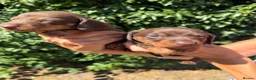 Miniature Dachshund dogs for sale: BEAUTIFUL K.C REGISTERED MINIATURE DACHSHUNDS  - Advert 8