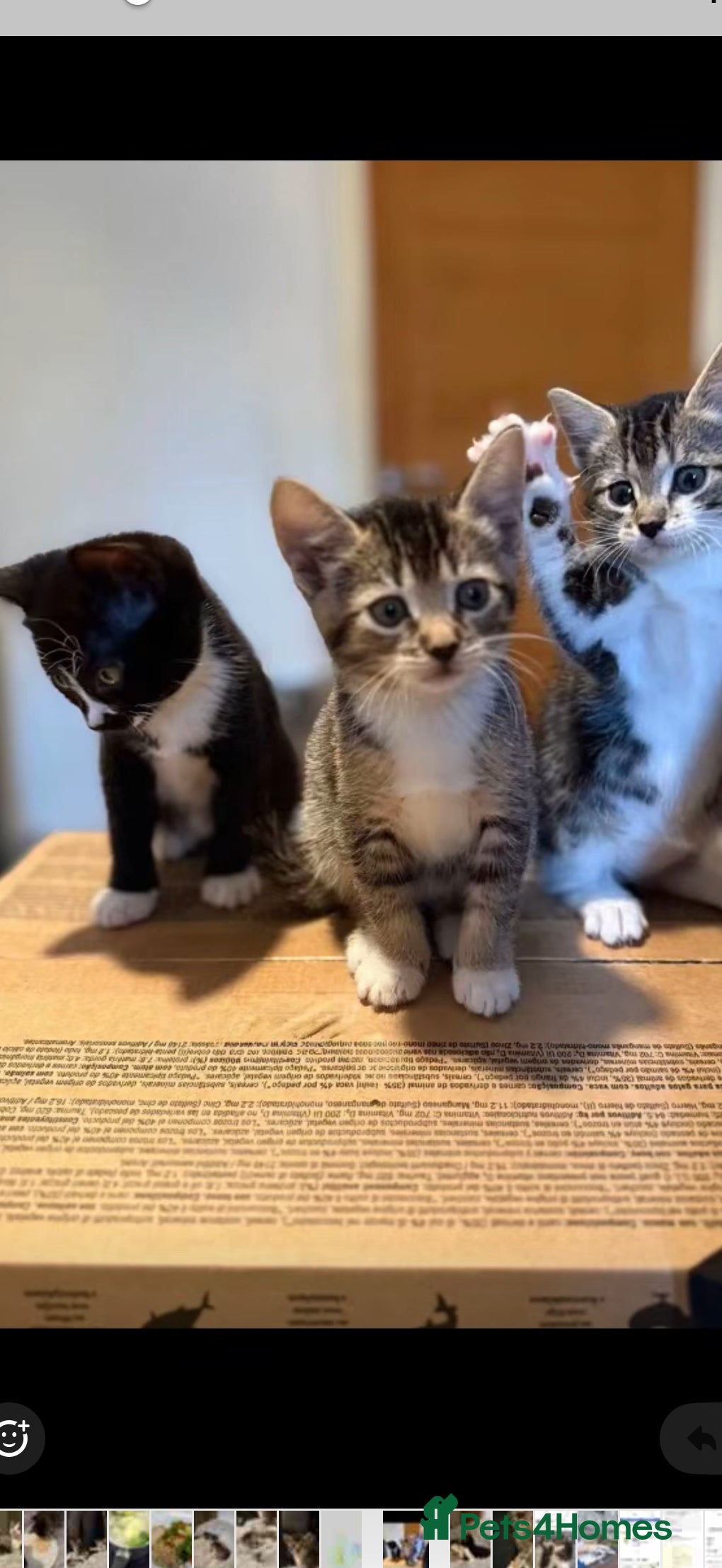 Mixed Breed cats 3 kittens  - Advert 5