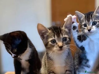 Mixed Breed cats 3 kittens - Advert 2