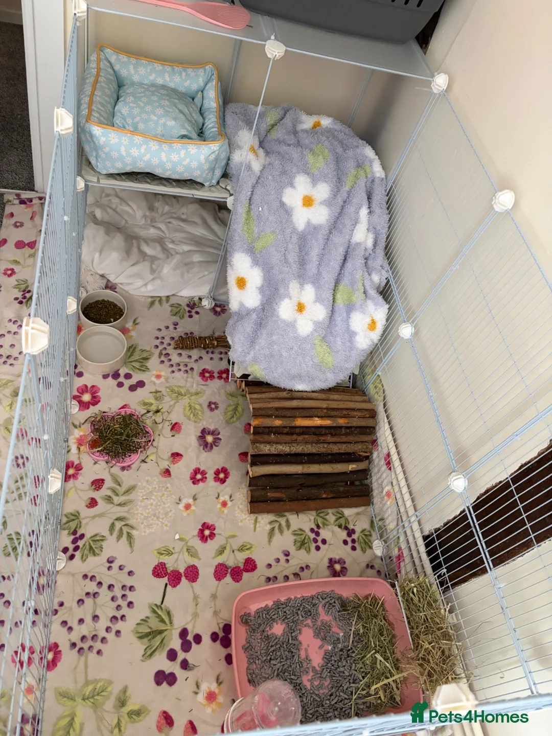 English Lop rabbits for sale: Baby girl lop  in Birmingham - Advert 2