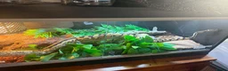 Python Snake reptiles for sale: Boba comes with her full set up  - Advert 5