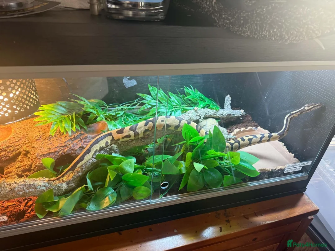 Python Snake reptiles for sale: Boba comes with her full set up  - Advert 5