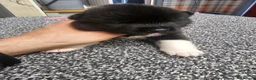 Akita dogs for sale: Kc regestered American akita pups  in Alness - Advert 16