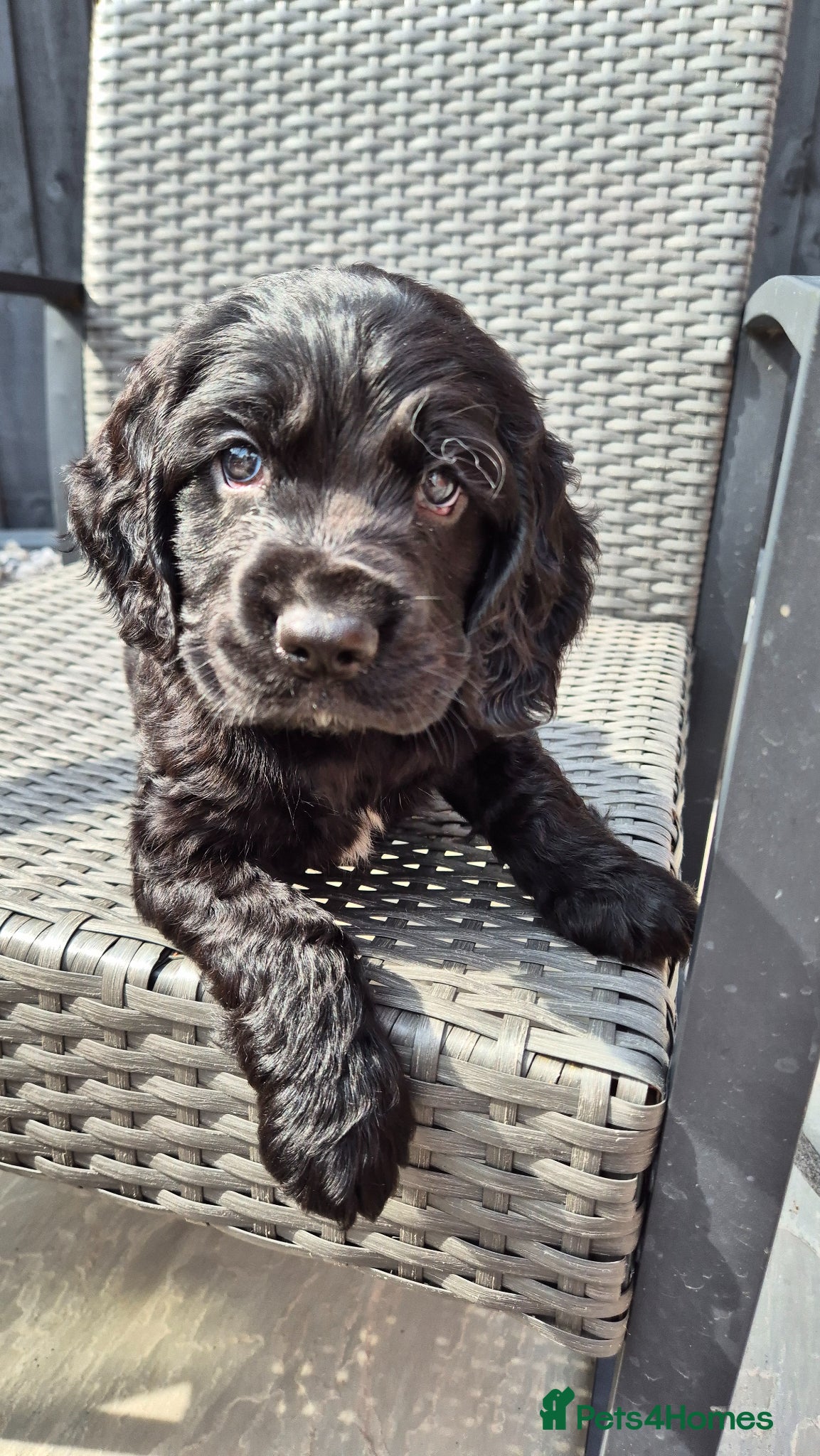 Cocker Spaniel dogs 3/4 show 1/4 working Boy for sale - Advert 1