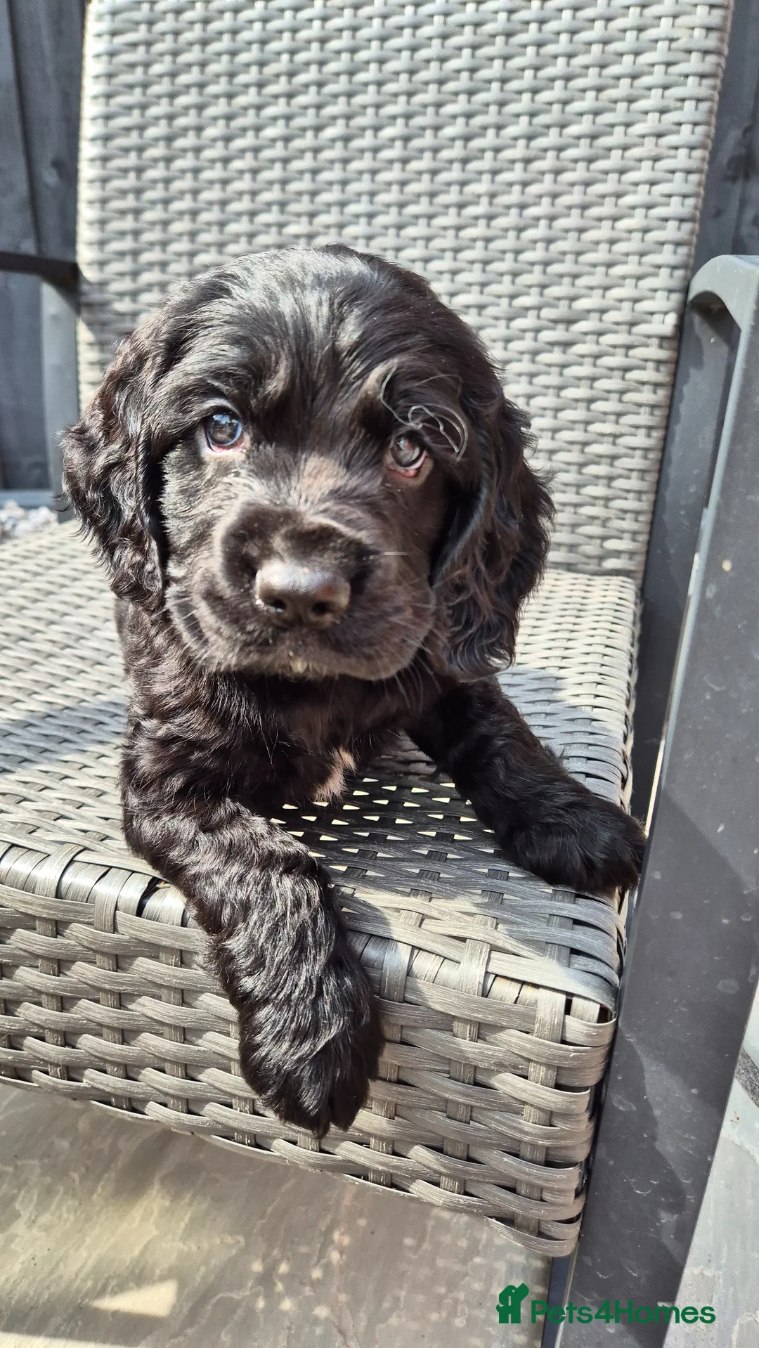 Cocker Spaniel dogs for sale: 3/4 show 1/4 working Boy for sale - Advert 1