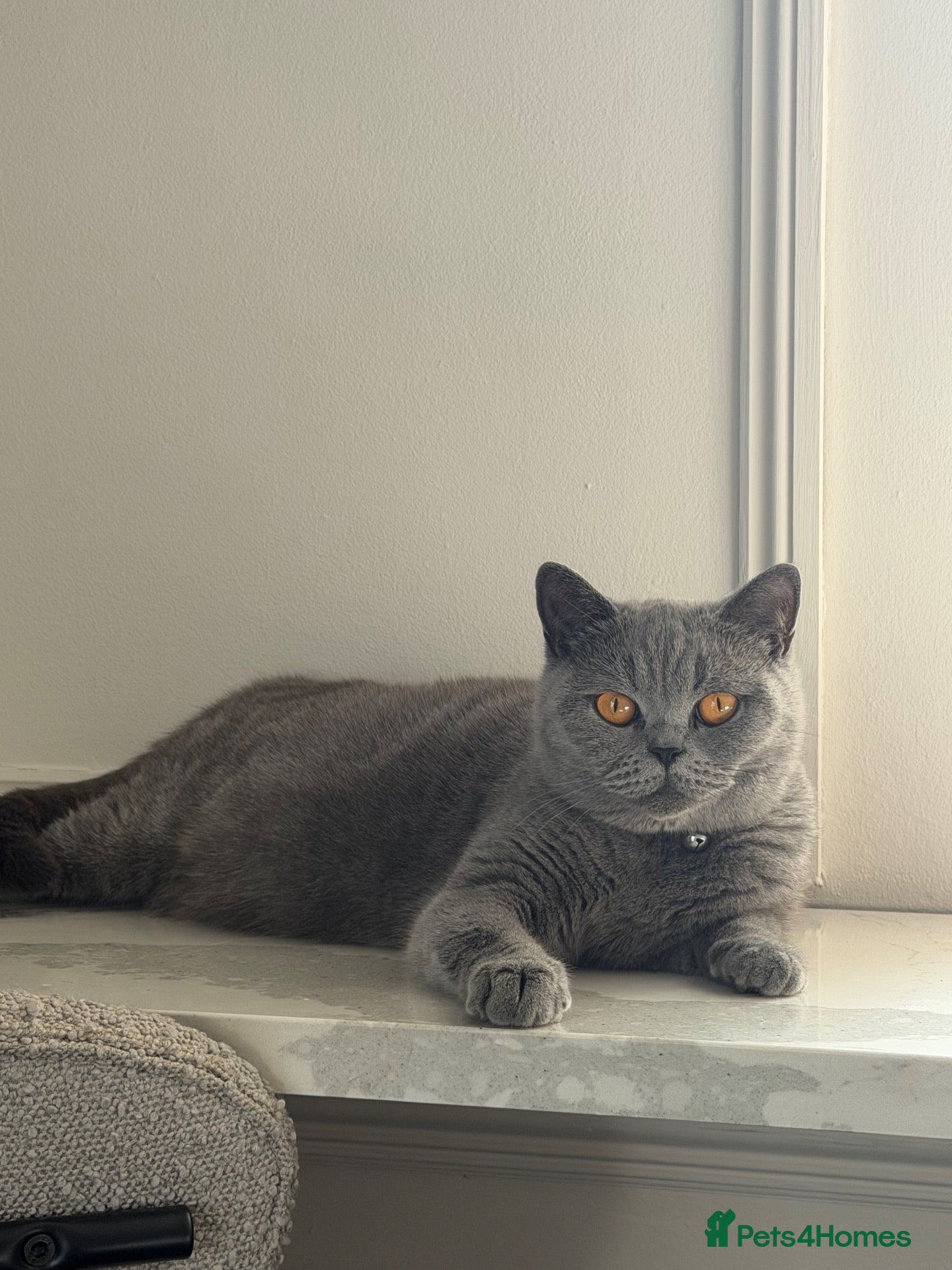 British Shorthair cats GCCF Registered British Shorthair Kittens✨ - Advert 3