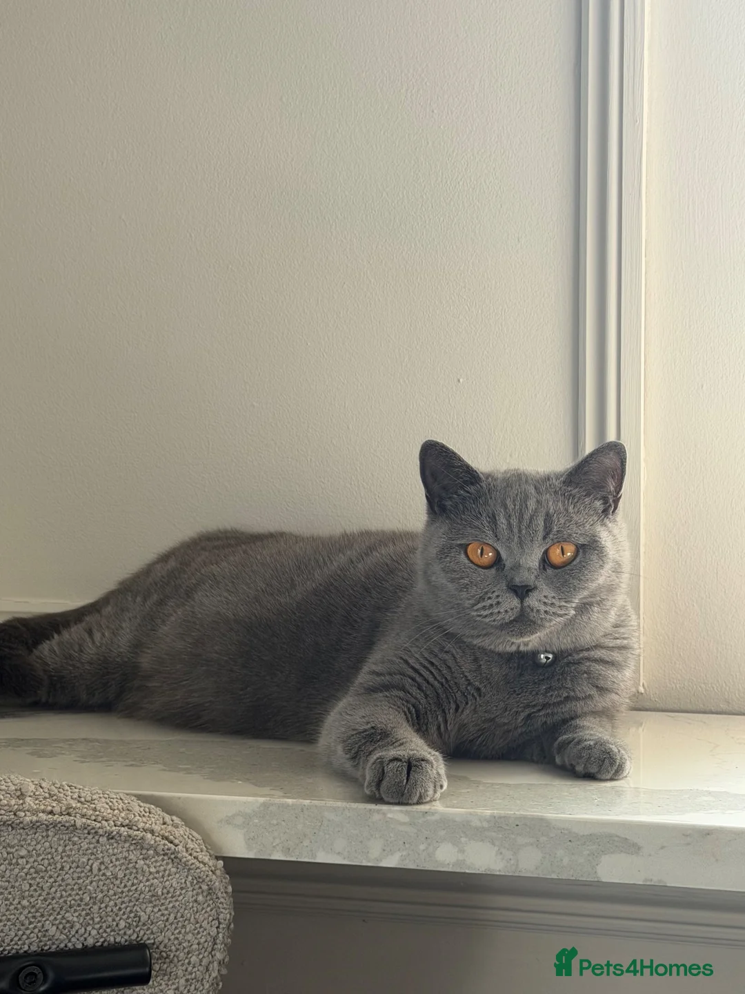 British Shorthair cats for sale: GCCF Registered British Shorthair Kittens✨ in Basildon - Advert 1