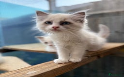 Ragdoll cats for sale: Rarest colour pedigree Ragdoll kittens - Image 15