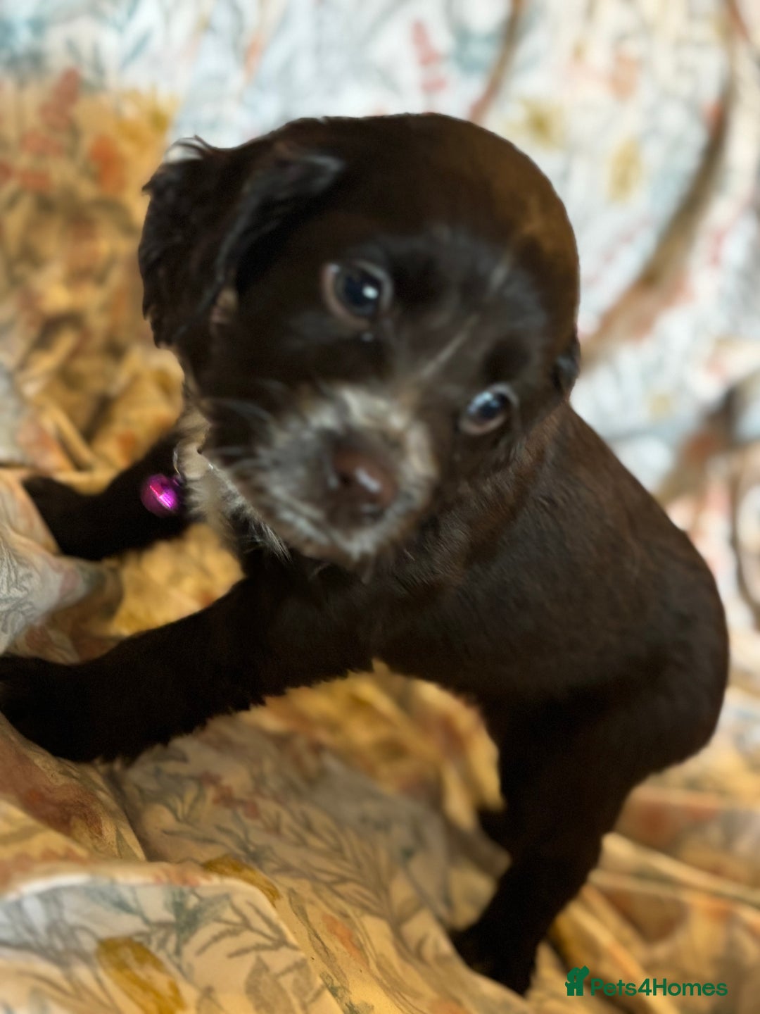 Sprocker dogs for sale: 8 beautiful sprockers  - Advert 6