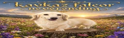 Miniature Dachshund dogs for stud: Falcor for Stud only - Advert 1