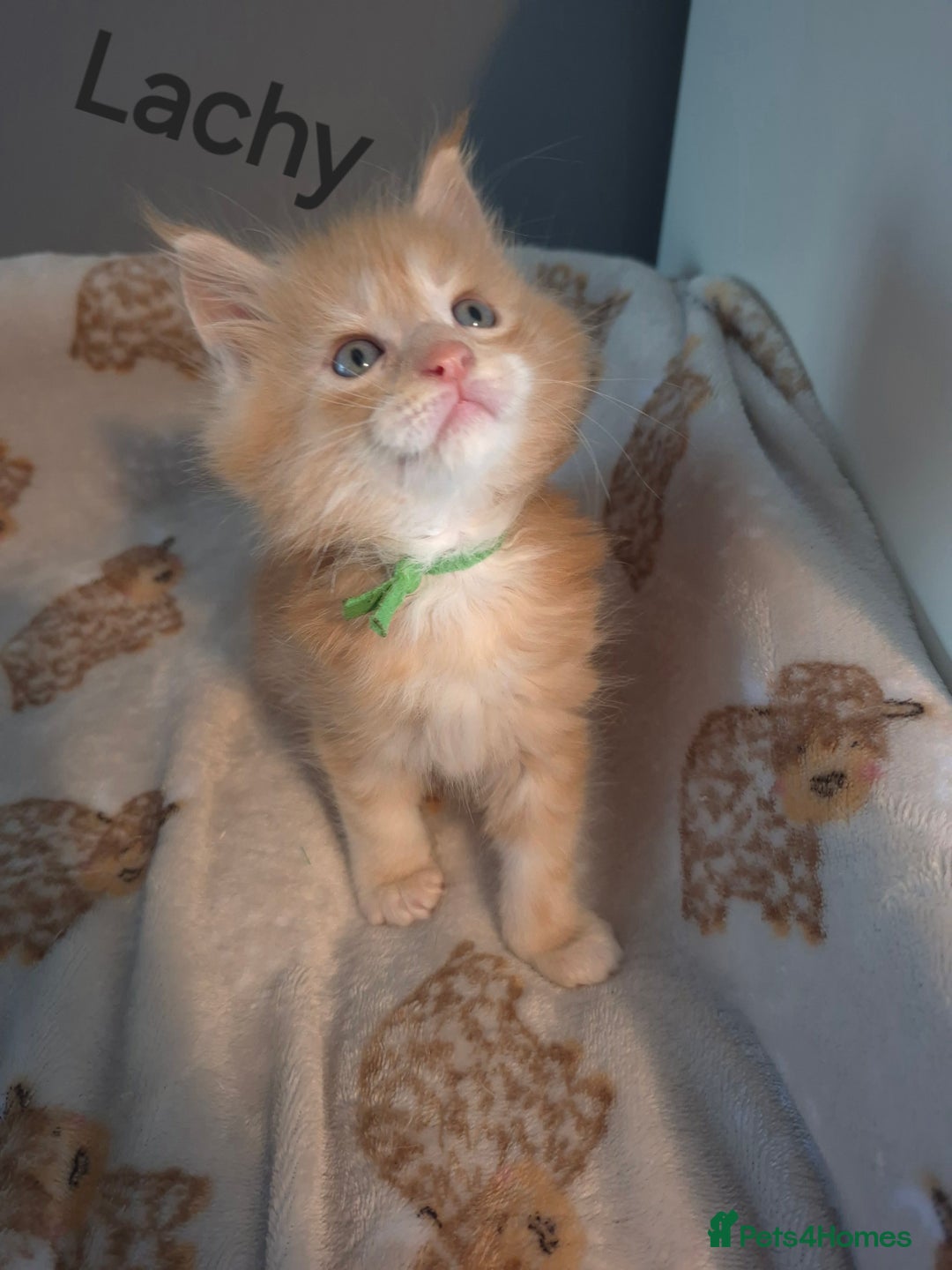 Maine Coon cats for sale: Gorgeous maine coon kittens - Image 15