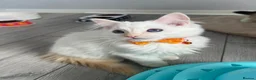 Ragdoll cats for sale: GCCF Pedigree Ragdoll kittens  - Advert 11