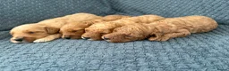 Cockapoo dogs for sale: F2 cockapoo puppies looking for homes! 🐶 in Pickering - Advert 4